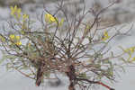 Coastal sand frostweed